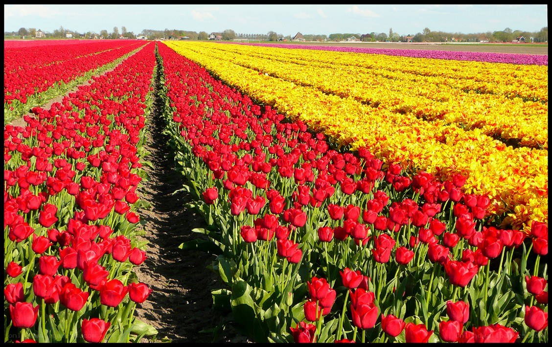 Colorful tulip fields in bloom