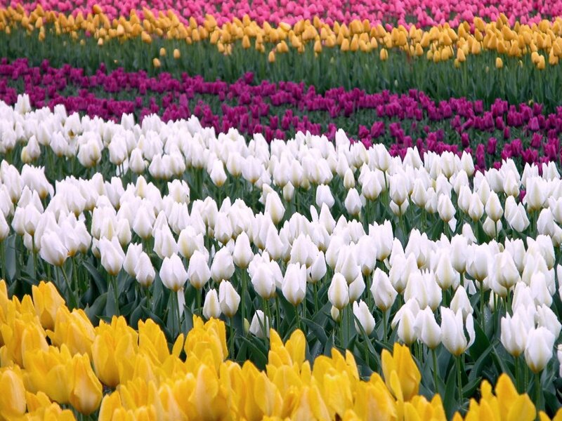 Colorful tulip fields in bloom