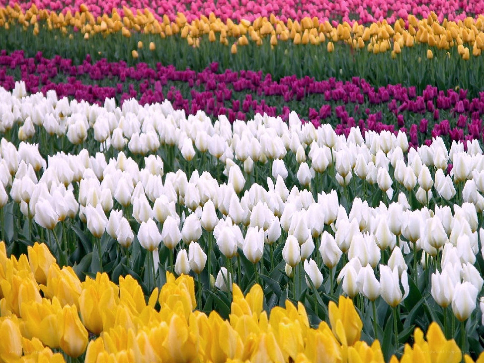 Colorful tulip fields in bloom