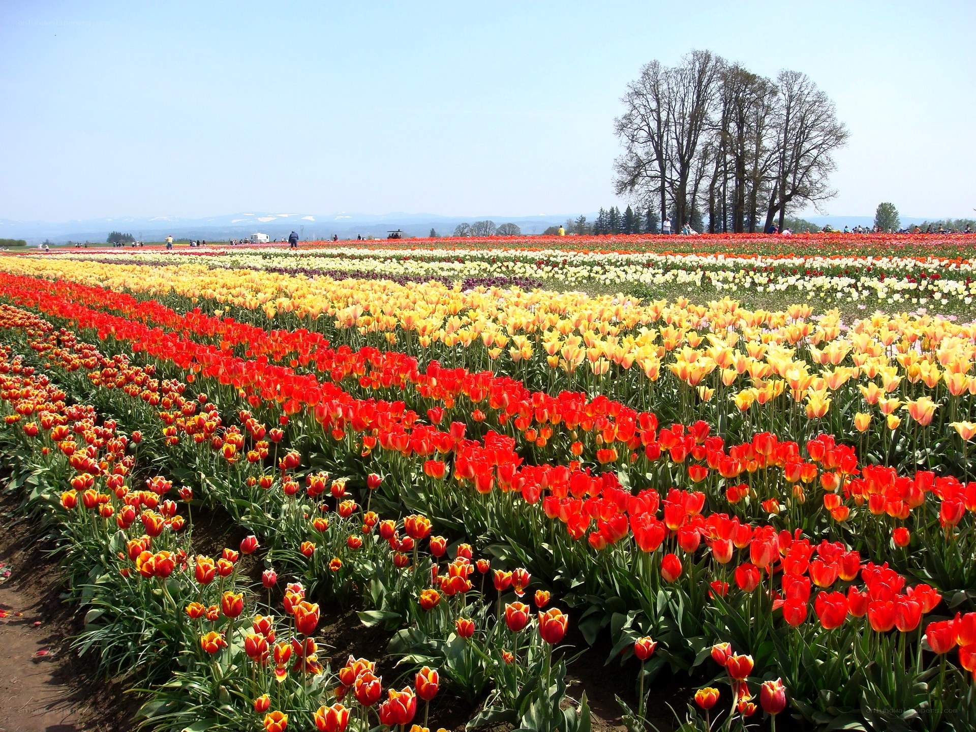 Colorful tulip fields in bloom