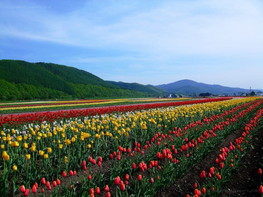 Colorful tulip fields in Japan