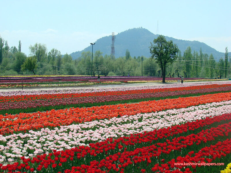 Colorful tulip fields in Kashmir