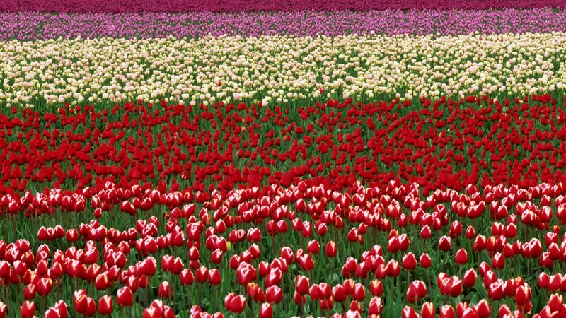 Colorful tulip fields in rows