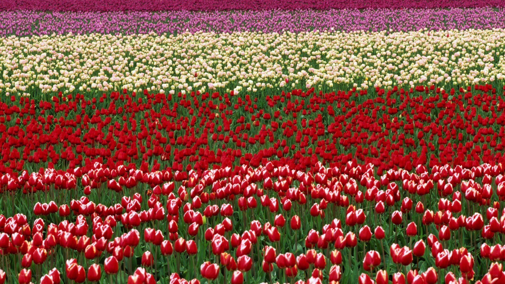 Colorful tulip fields in rows