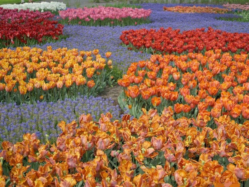 Colorful Tulip Fields — Orange