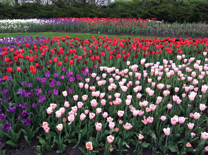 Colorful Tulip Fields — Pink