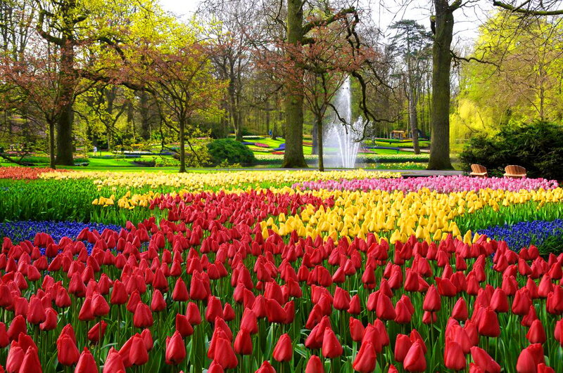 Colorful Tulip Fields — Red, Serene, Spring, Photograph