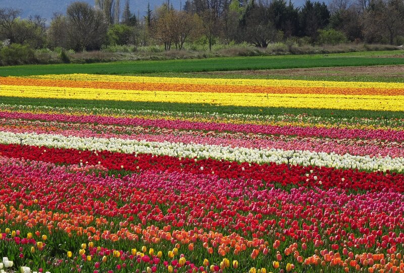 Colorful Tulip Fields — Red, Serene, Spring, Photograph, Trees, Field