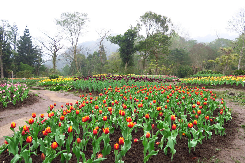 Colorful Tulip Fields — Red, Serene, Spring, Photograph, Trees, Path