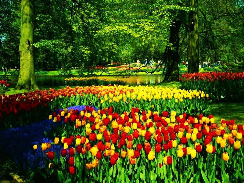 Colorful Tulip Fields — Red, Serene, Spring, Photograph, Trees