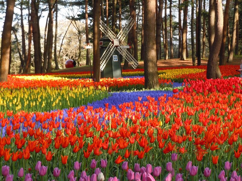 Colorful Tulip Fields — Red, Serene, Spring, Photograph, Windmill