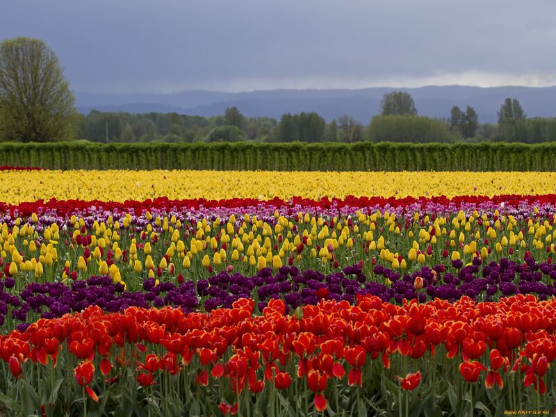 Colorful Tulip Fields — Red, Serene, Spring