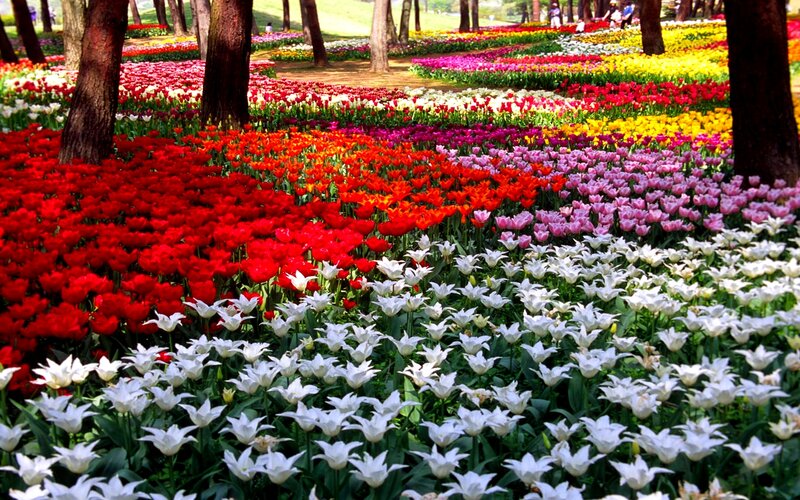 Colorful Tulip Fields — Red, Serene
