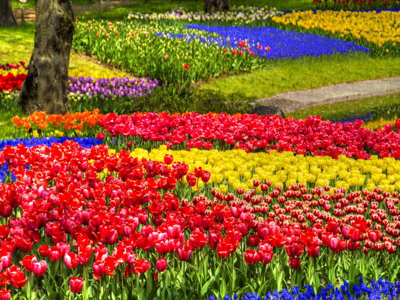 Colorful Tulip Fields — Red, Vibrant, Spring
