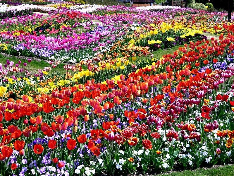 Colorful Tulip Fields — Red, Vibrant