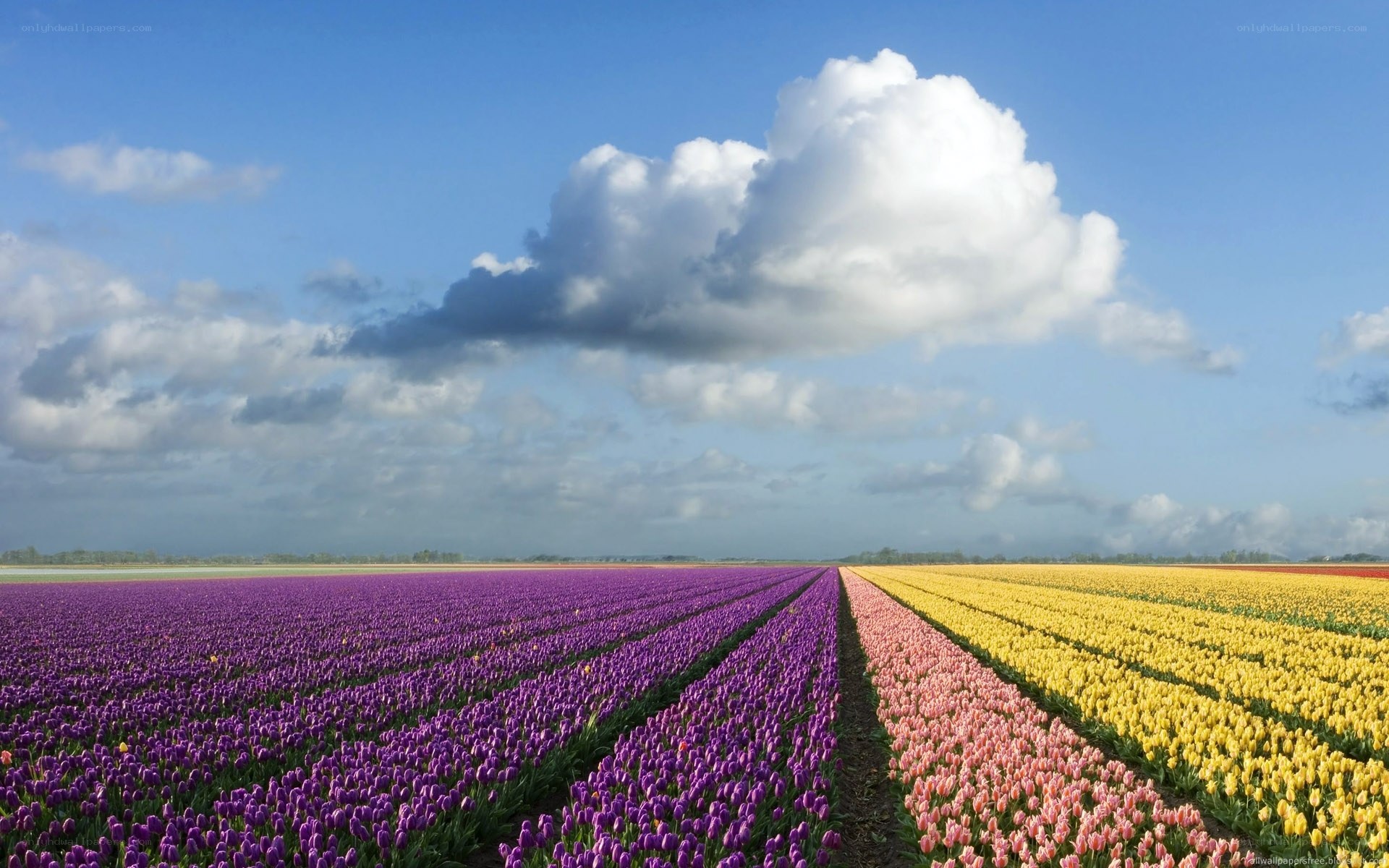 Colorful tulip fields under blue sky
