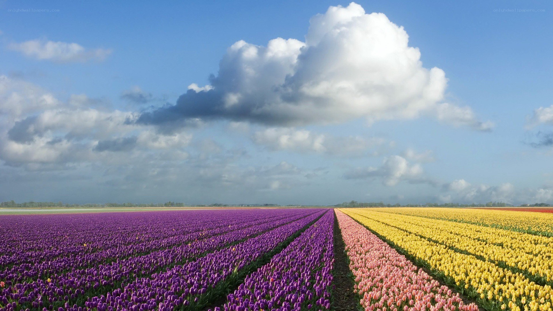 Colorful tulip fields under blue sky