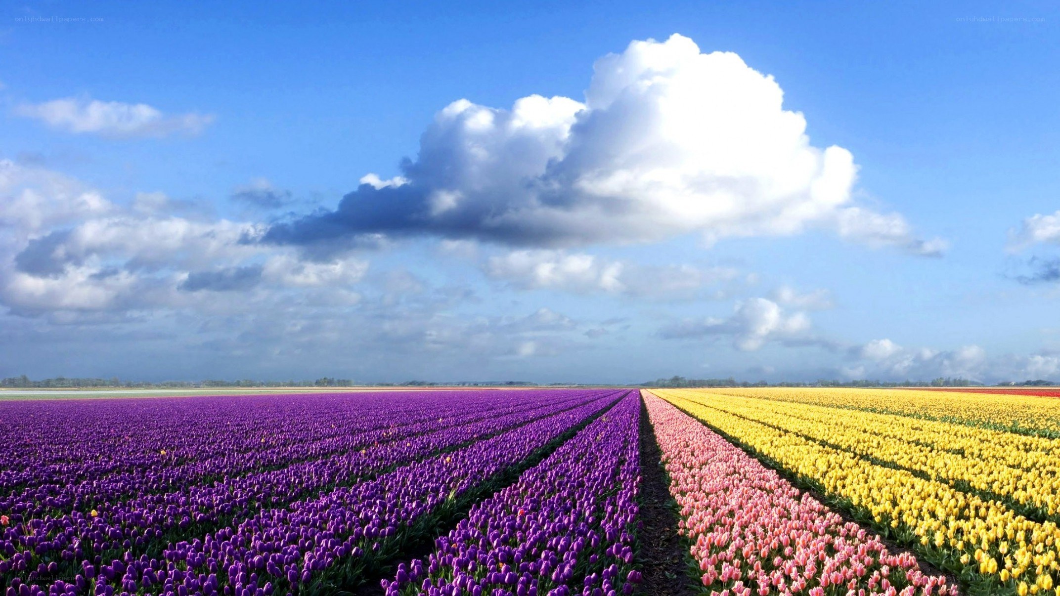 Colorful tulip fields under blue sky