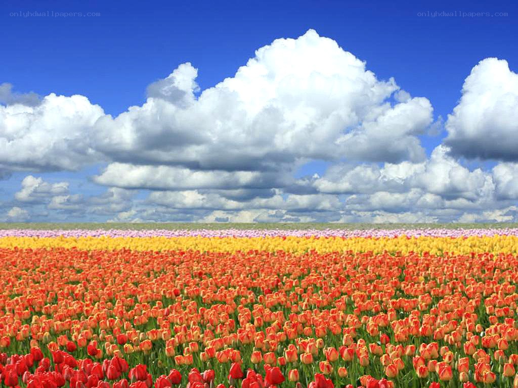 Colorful tulip fields under blue sky