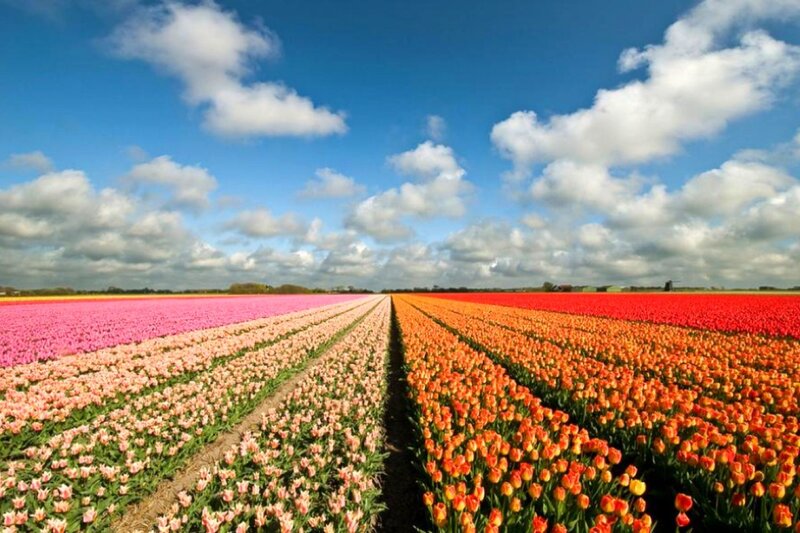 Colorful tulip fields under blue sky