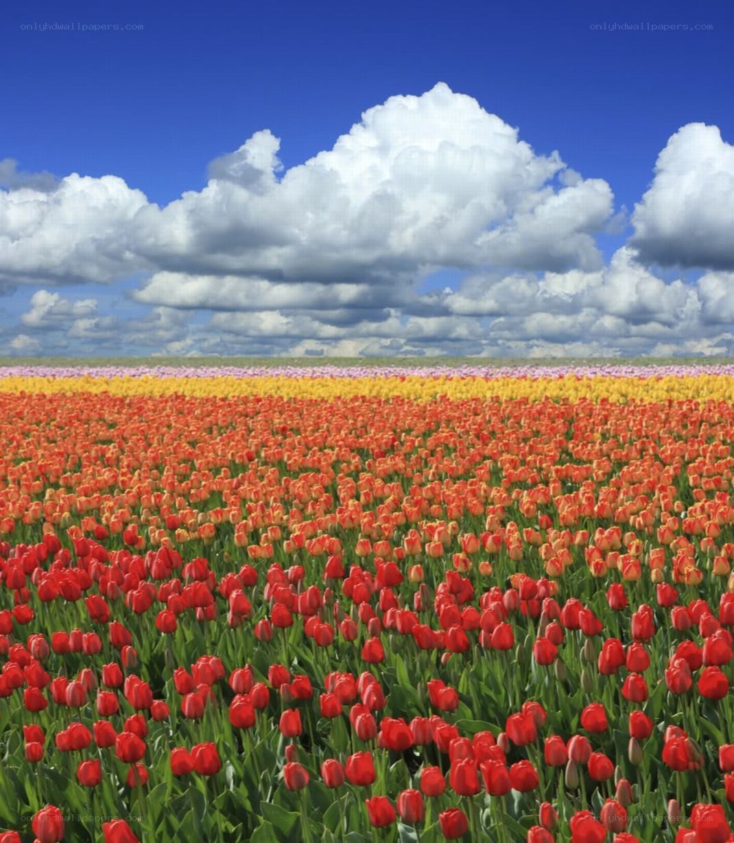 Colorful tulip fields under blue sky