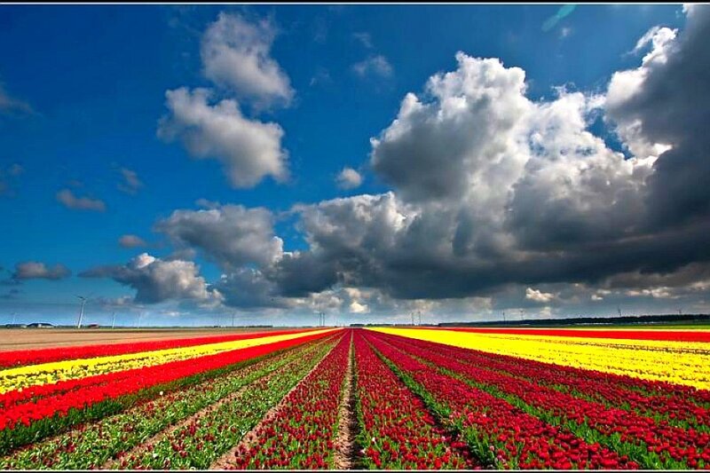 Colorful tulip fields under cloudy sky