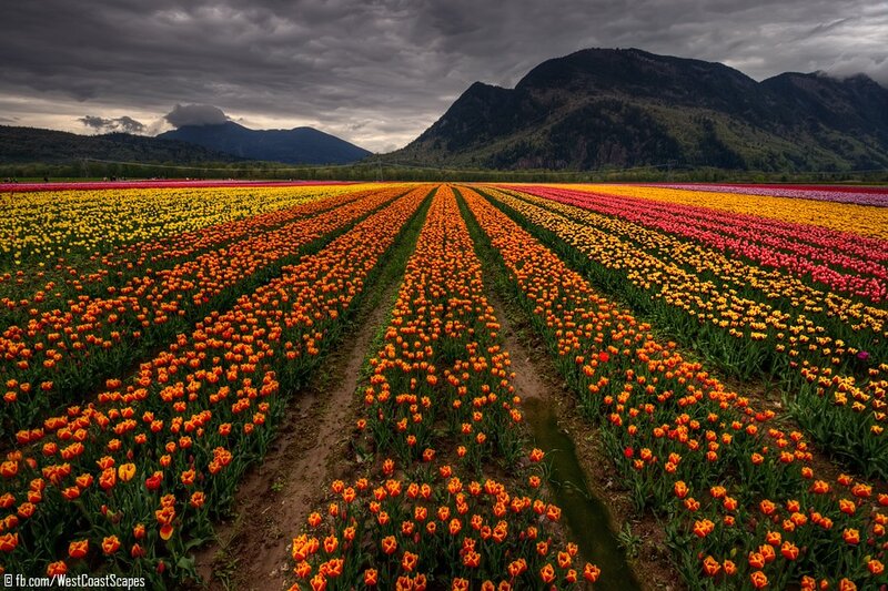Colorful tulip fields under stormy sky