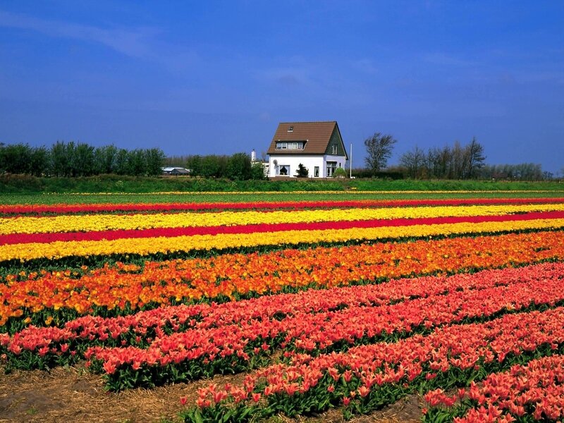 Colorful tulip fields with house