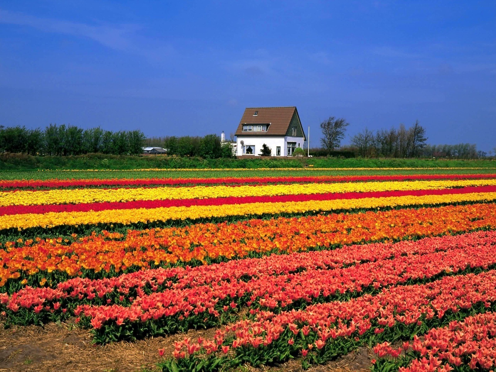Colorful tulip fields with house