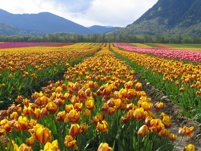 Colorful tulip fields with mountains