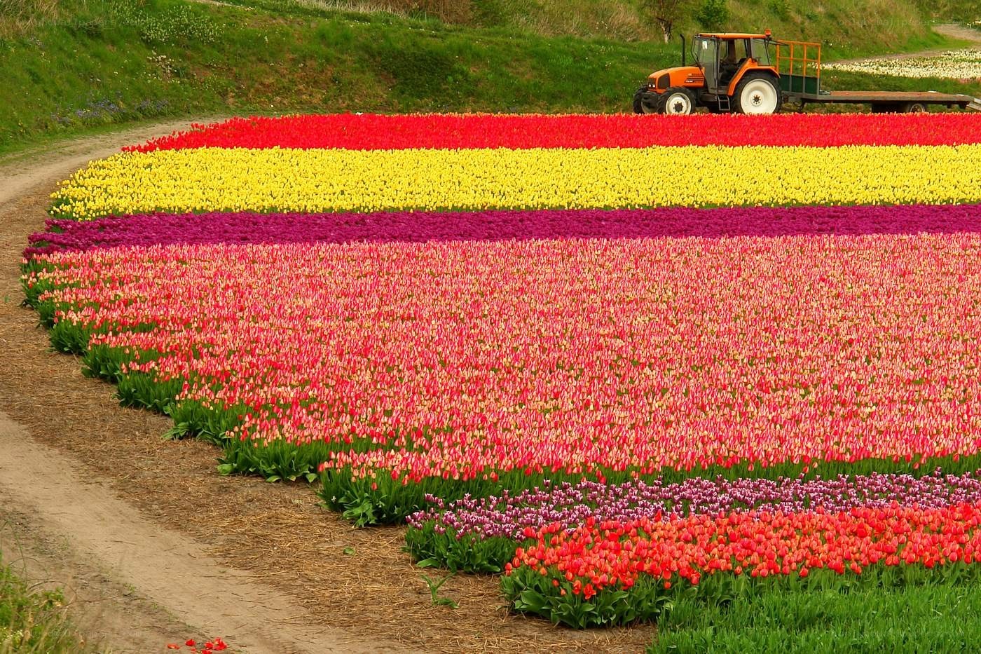 Colorful tulip fields with tractor