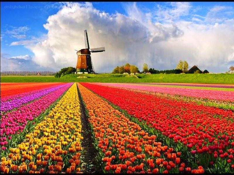 Colorful tulip fields with windmill