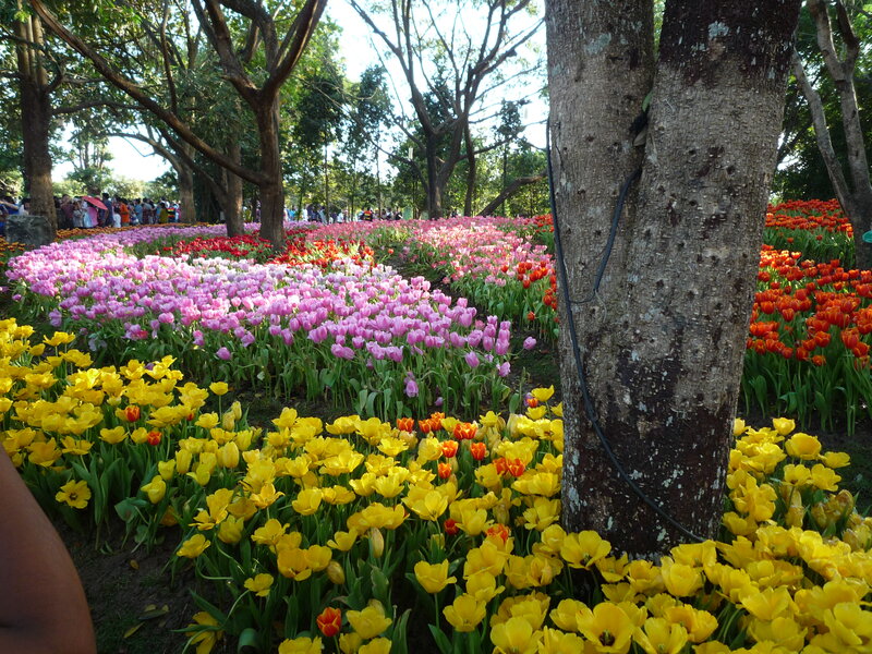 Colorful Tulip Fields — Yellow, Serene, Afternoon