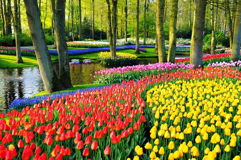 Colorful Tulip Fields — Yellow, Serene, Spring, Photograph