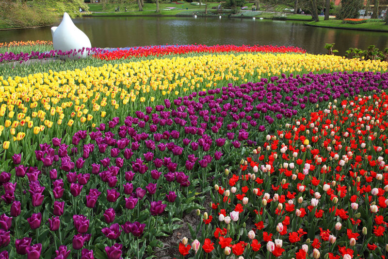 Colorful Tulip Fields — Yellow, Serene, Spring