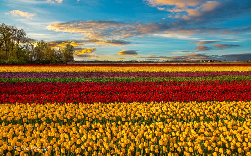 Colorful Tulip Fields — Yellow, Serene, Sunset