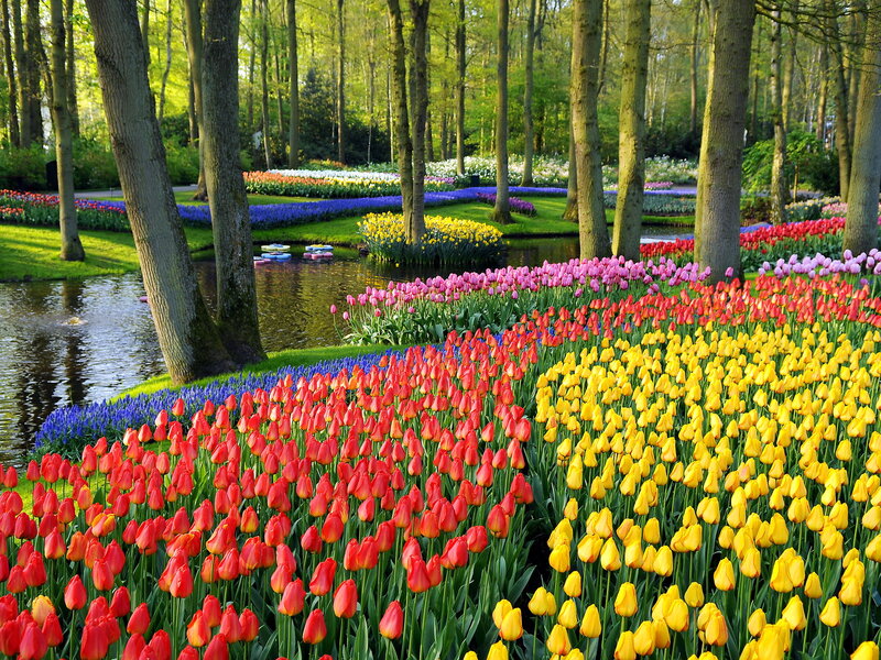 Colorful Tulip Fields — Yellow, Serene