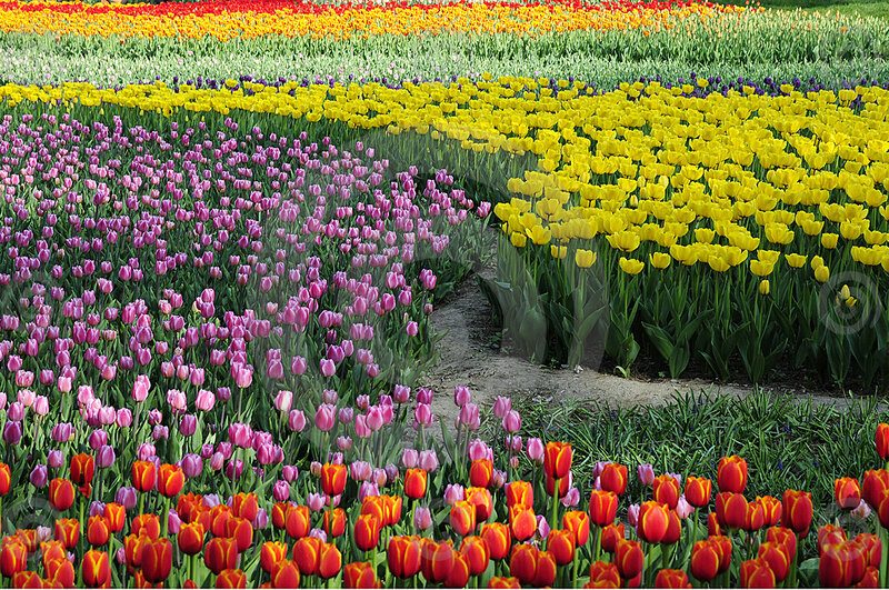 Colorful Tulip Fields — Yellow