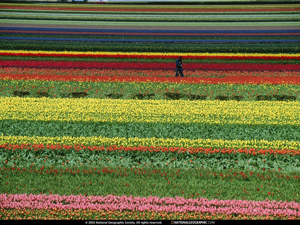 Colorful tulip fields