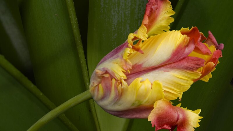 Colorful tulip flower