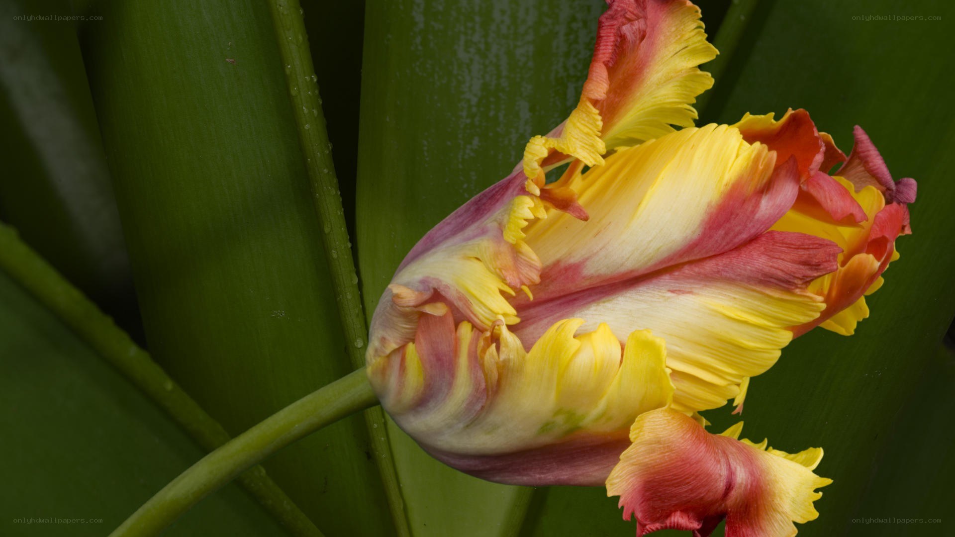 Colorful tulip flower
