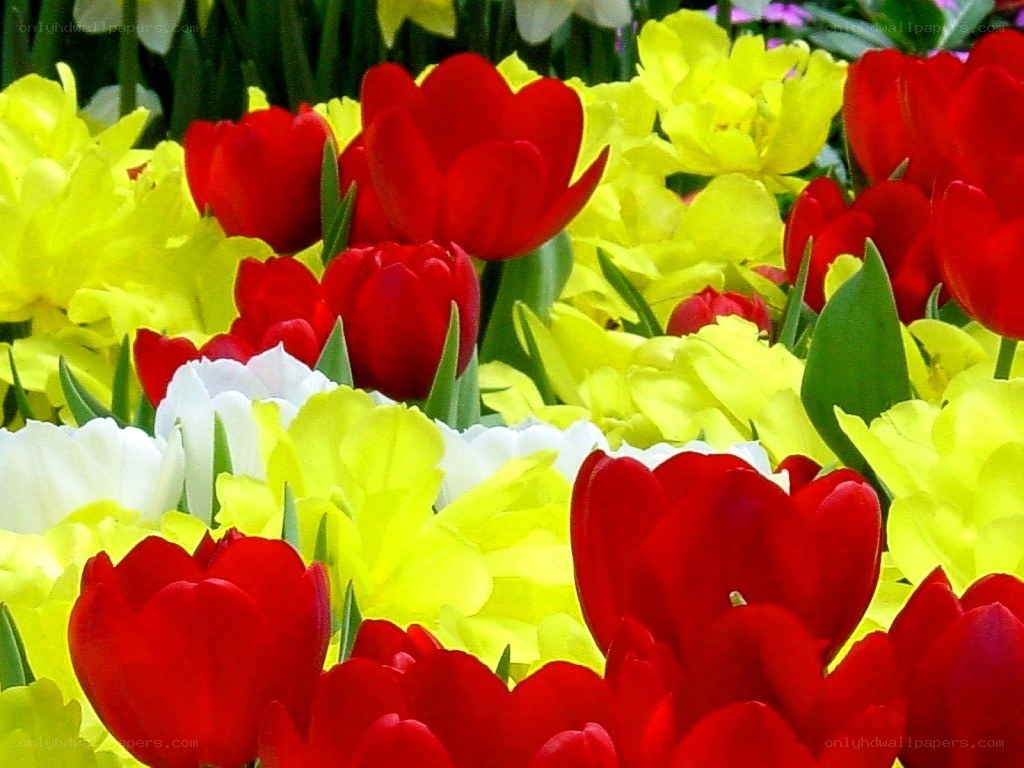 Colorful tulip flower bed