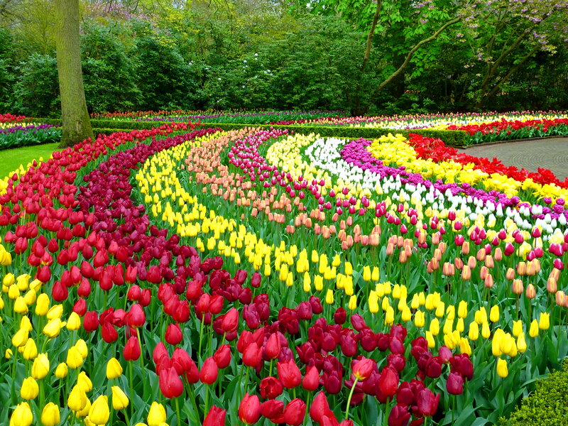 Colorful Tulip Flower Bed — Red