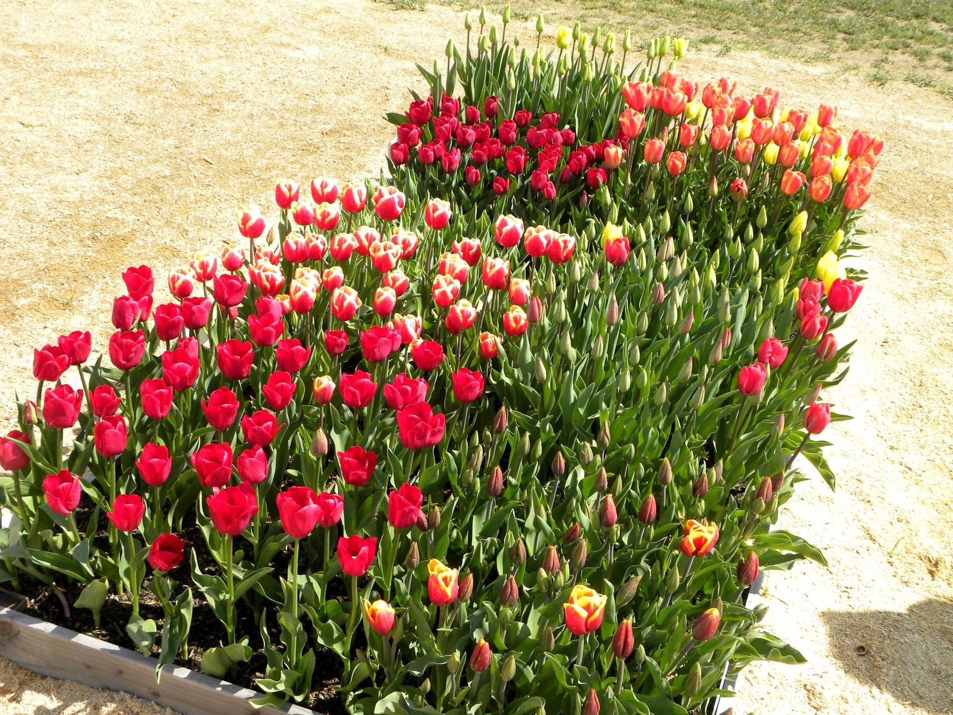 Colorful tulip flower bed
