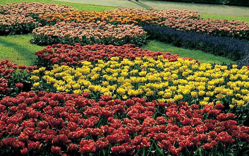 Colorful tulip flower beds