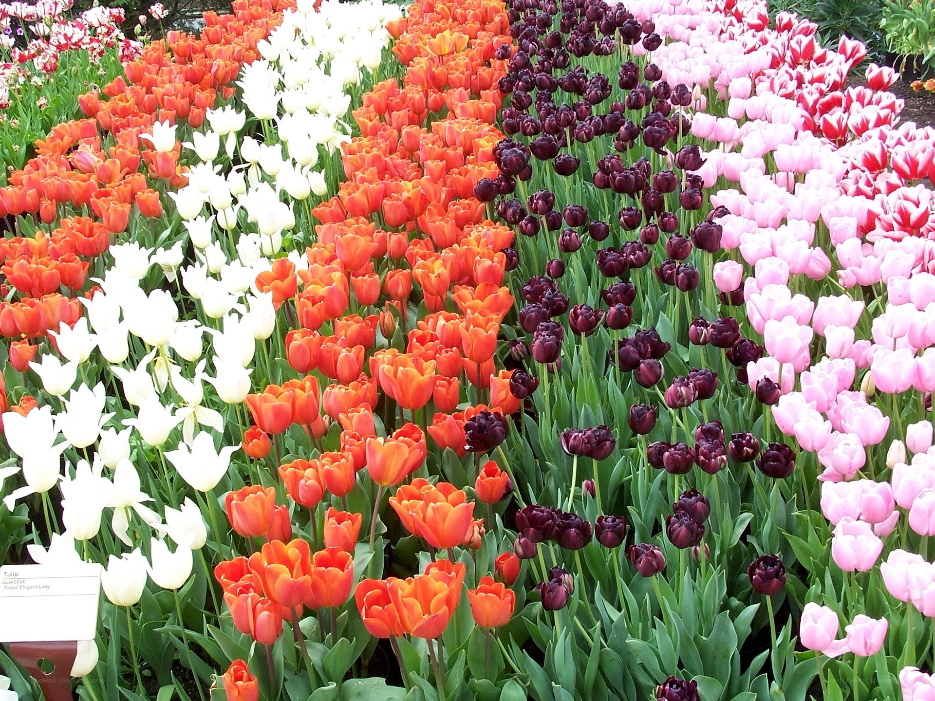 Colorful tulip flower beds