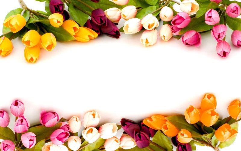 colorful tulip flower border