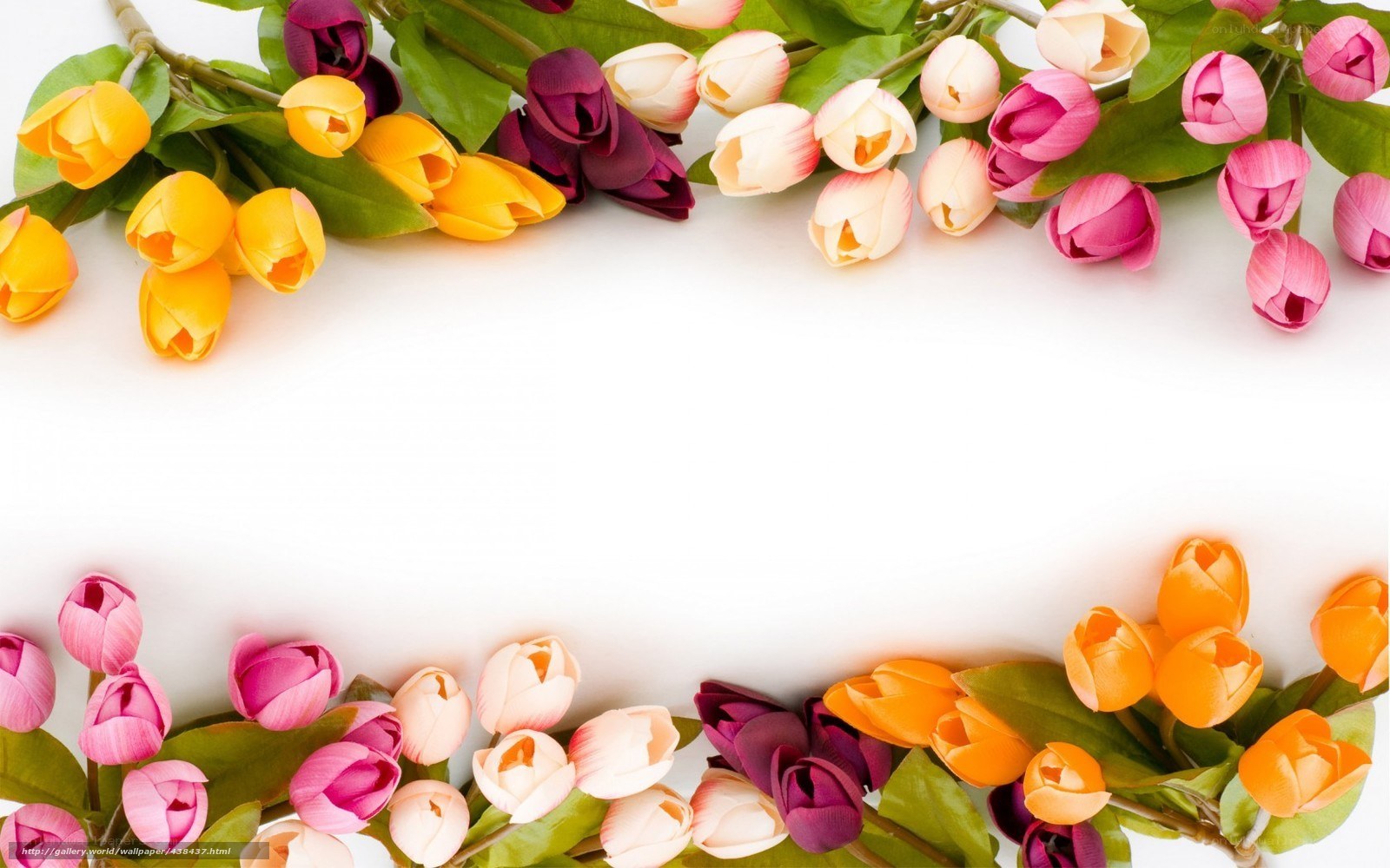 Colorful tulip flower border