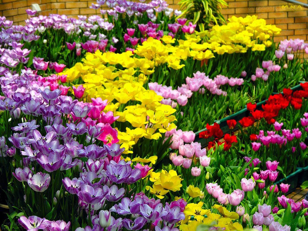 Colorful tulip flower display