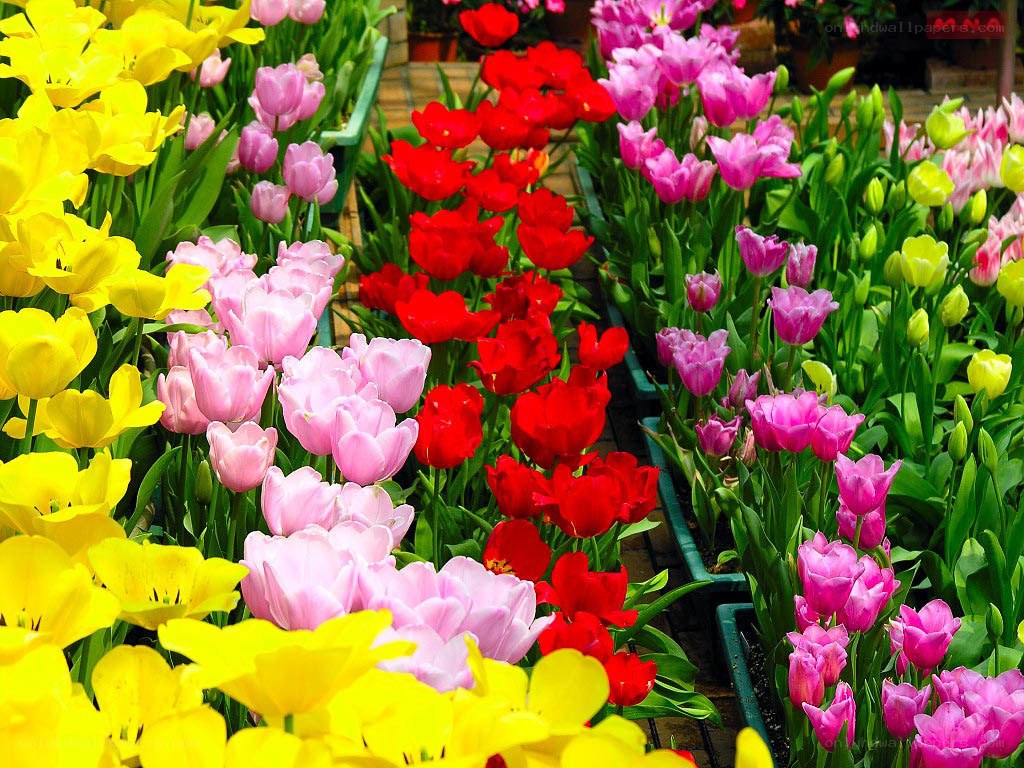 Colorful tulip flower display